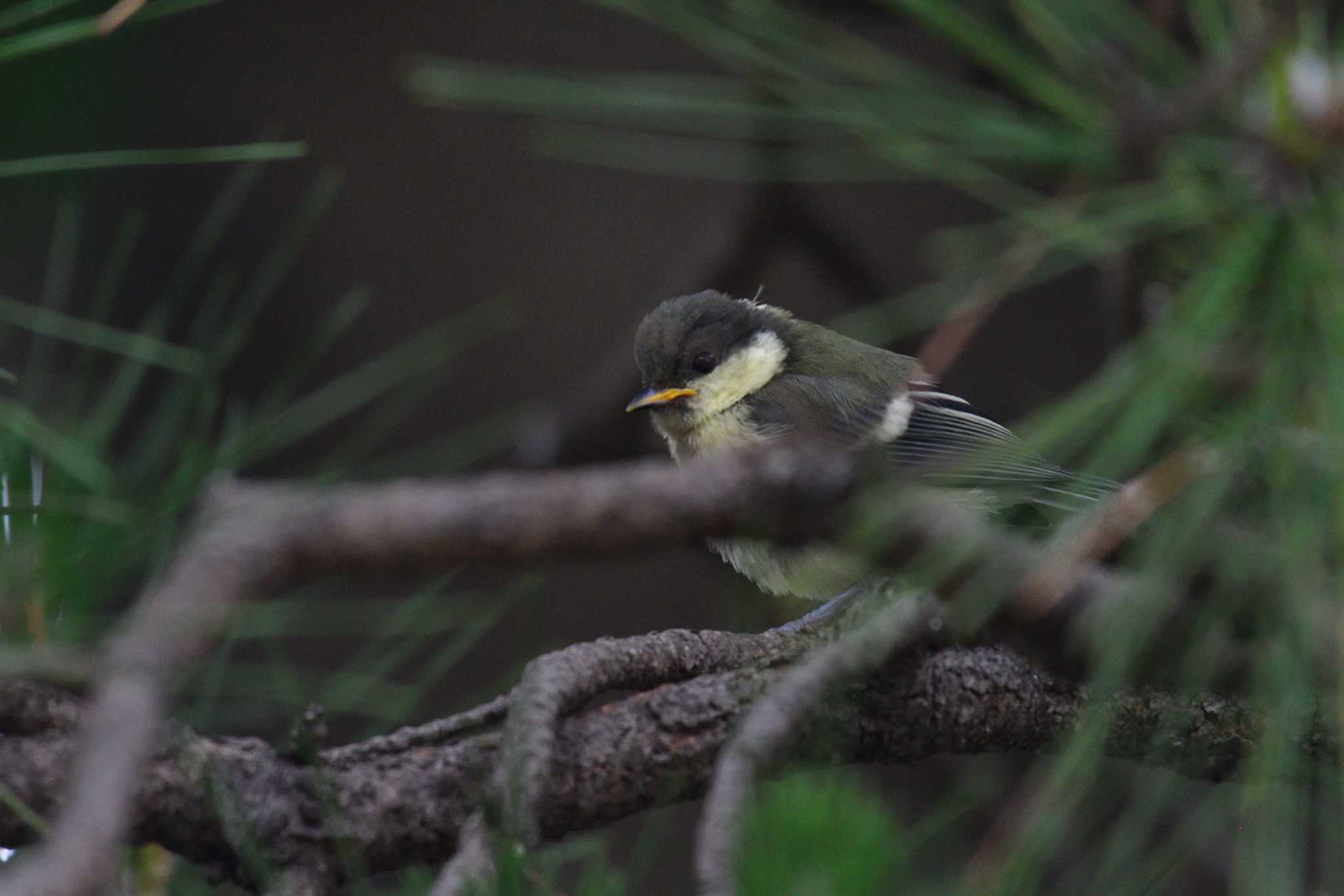 シジュウカラ