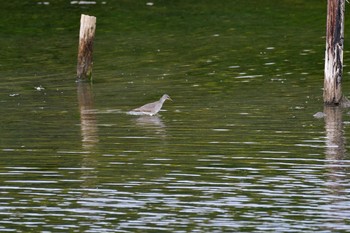 2021年5月16日(日) 長浜公園の野鳥観察記録