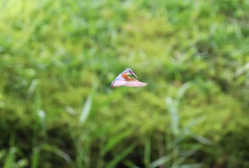 カワセミ 薬師池公園 2021年5月16日(日)