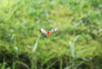 カワセミ 薬師池公園 2021年5月16日(日)