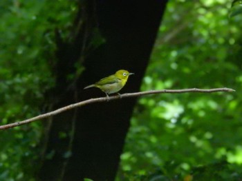 2021年5月16日(日) 権現山(弘法山公園)の野鳥観察記録