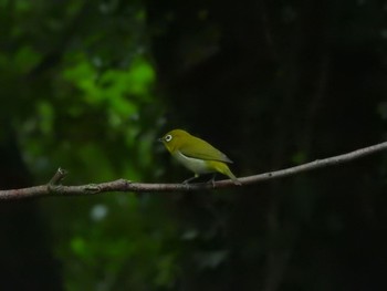 メジロ 権現山(弘法山公園) 2021年5月16日(日)