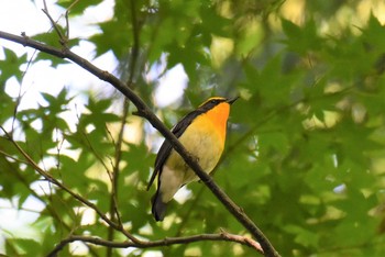 キビタキ 金沢城 2021年5月14日(金)