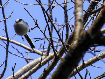 Long-tailed Tit 宮城県仙台市・青葉山 Sun, 2/19/2017