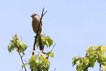 Bull-headed Shrike Kodomo Shizen Park Sat, 5/8/2021