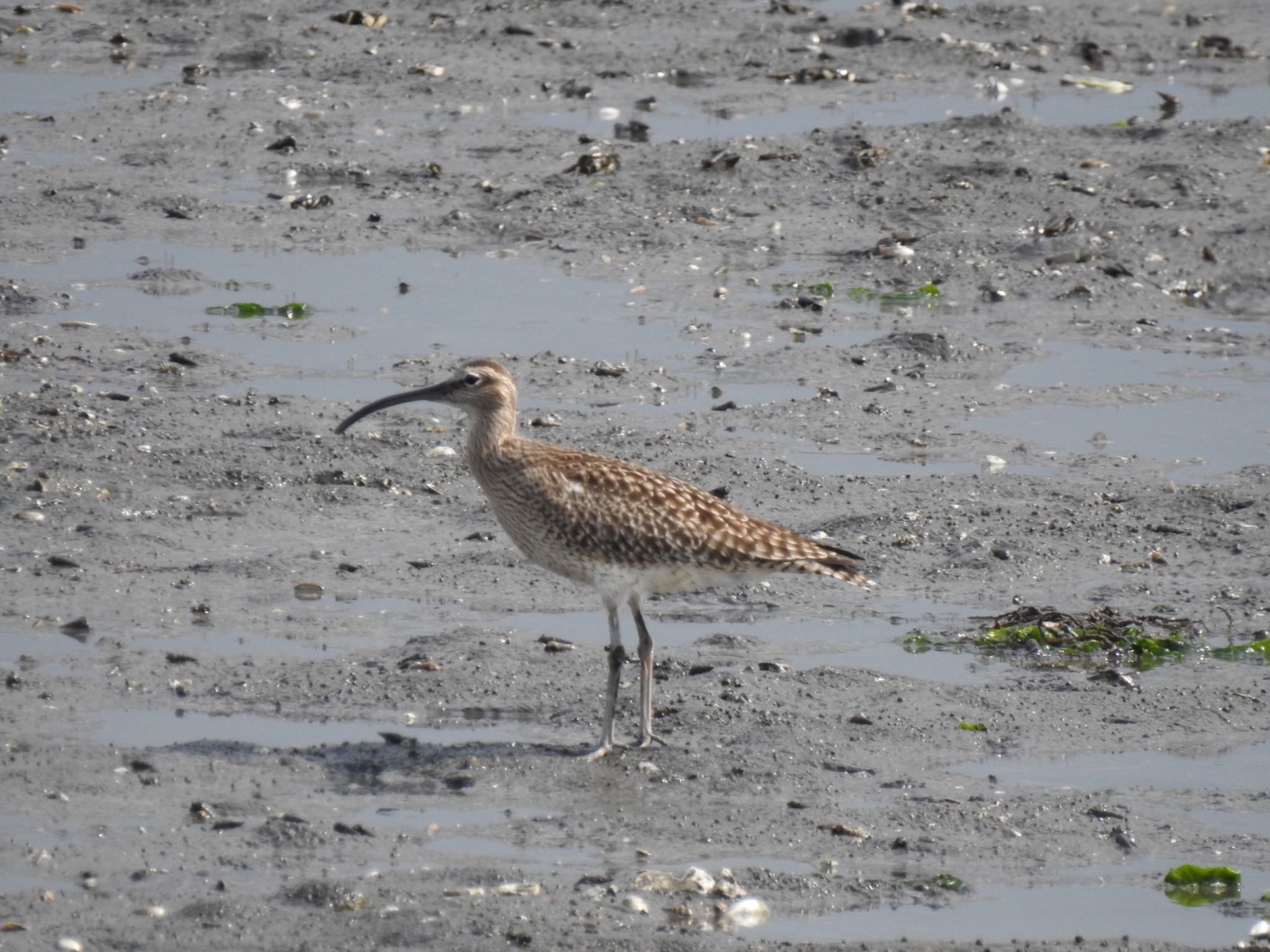 Photo of Eurasian Whimbrel at Yatsu-higata by da