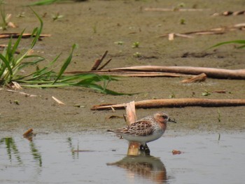 Red-necked Stint Inashiki Sat, 5/15/2021