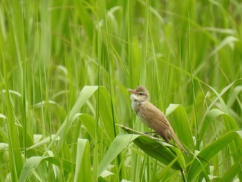 Oriental Reed Warbler Inashiki Sat, 5/15/2021