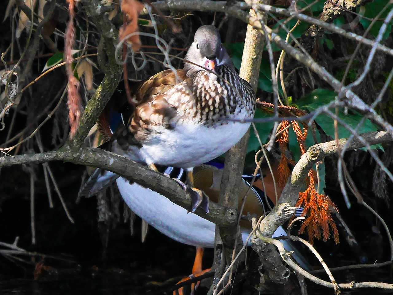 Photo of Mandarin Duck at 宮城県仙台市・青葉山 by ごりぺん