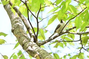 2021年5月15日(土) 山形県　県民の森の野鳥観察記録