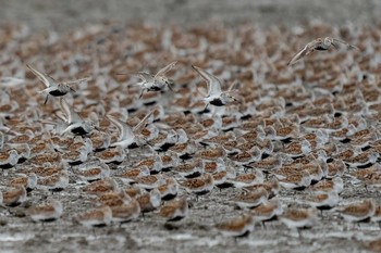 Dunlin Daijugarami Higashiyoka Coast Sat, 5/1/2021