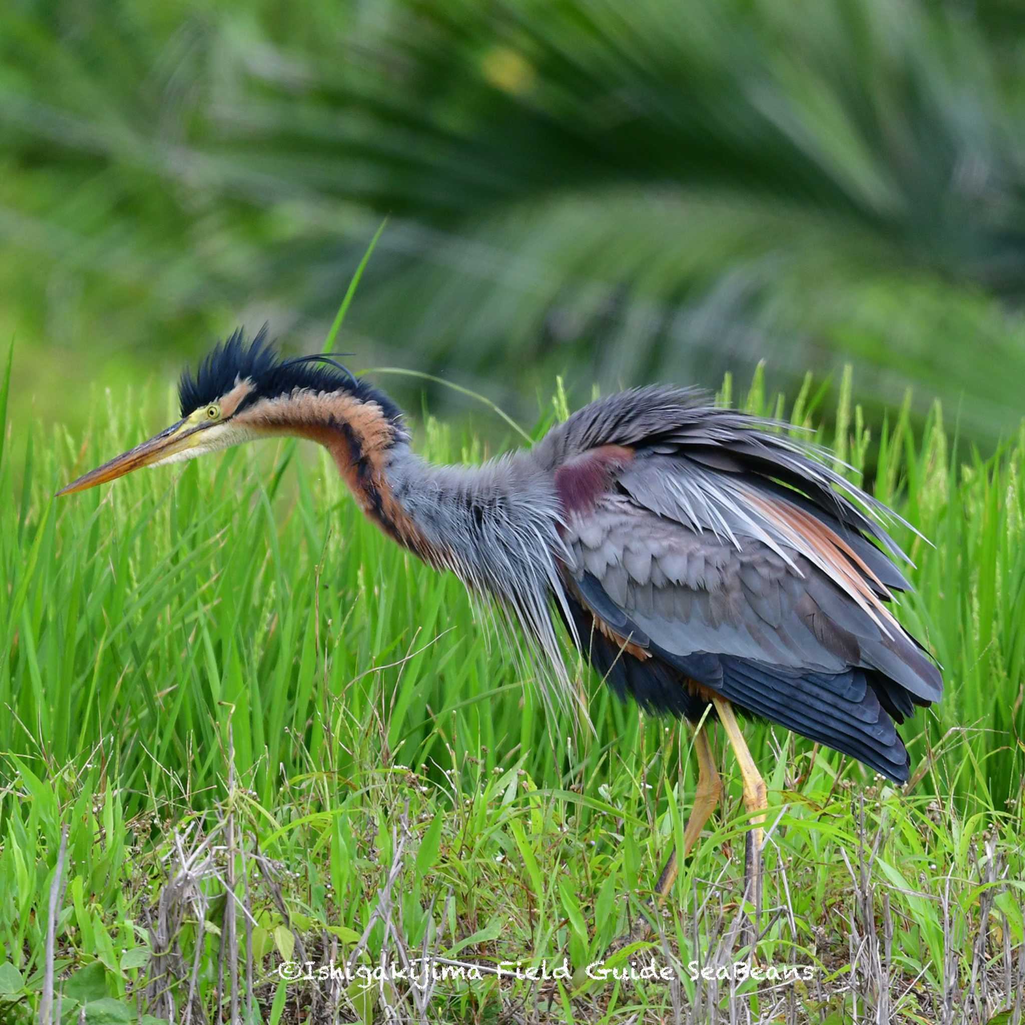 Photo of Purple Heron at Ishigaki Island by 石垣島バードウオッチングガイドSeaBeans