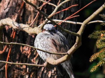 2017年2月19日(日) 宮城県仙台市・青葉山の野鳥観察記録