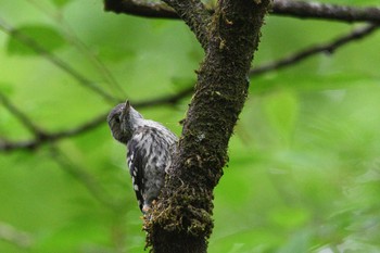 Japanese Pygmy Woodpecker 栃木県民の森 Sun, 5/16/2021