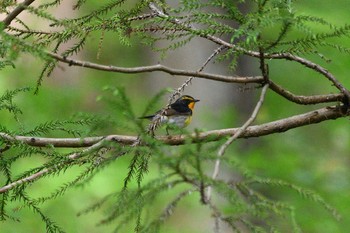 Narcissus Flycatcher 栃木県民の森 Sun, 5/16/2021