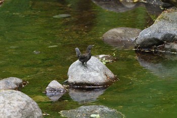 カワガラス 栃木県民の森 2021年5月16日(日)