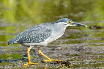 2021年5月16日(日) Jurong Lake Gardensの野鳥観察記録