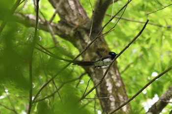 Black Paradise Flycatcher 栃木県民の森 Sun, 5/16/2021