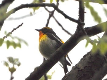 Narcissus Flycatcher 青森市野木和公園 Sun, 5/16/2021