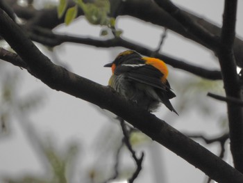 Narcissus Flycatcher 青森市野木和公園 Sun, 5/16/2021