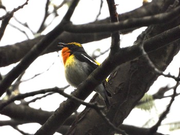 Narcissus Flycatcher 青森市野木和公園 Sun, 5/16/2021