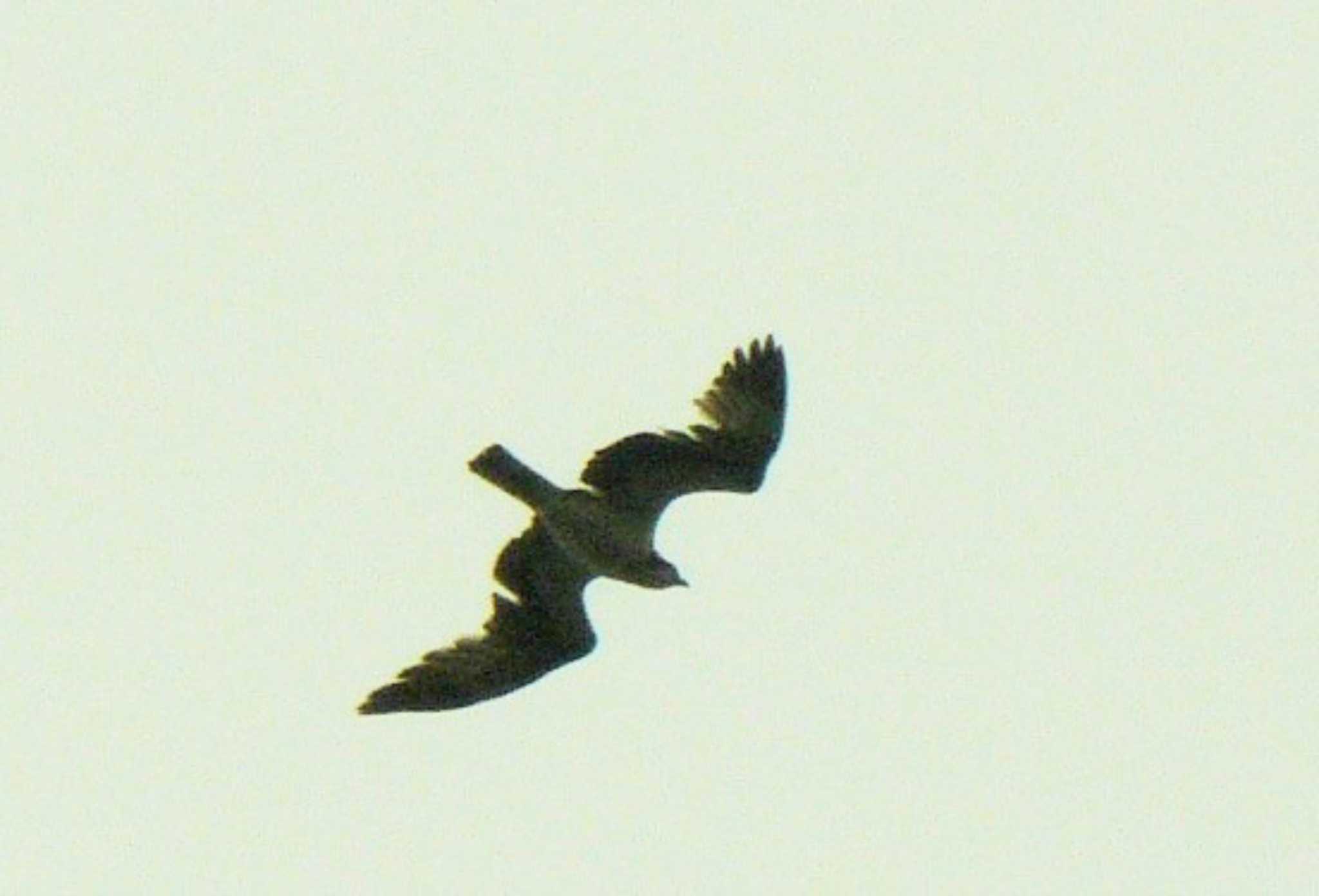 Black Kite