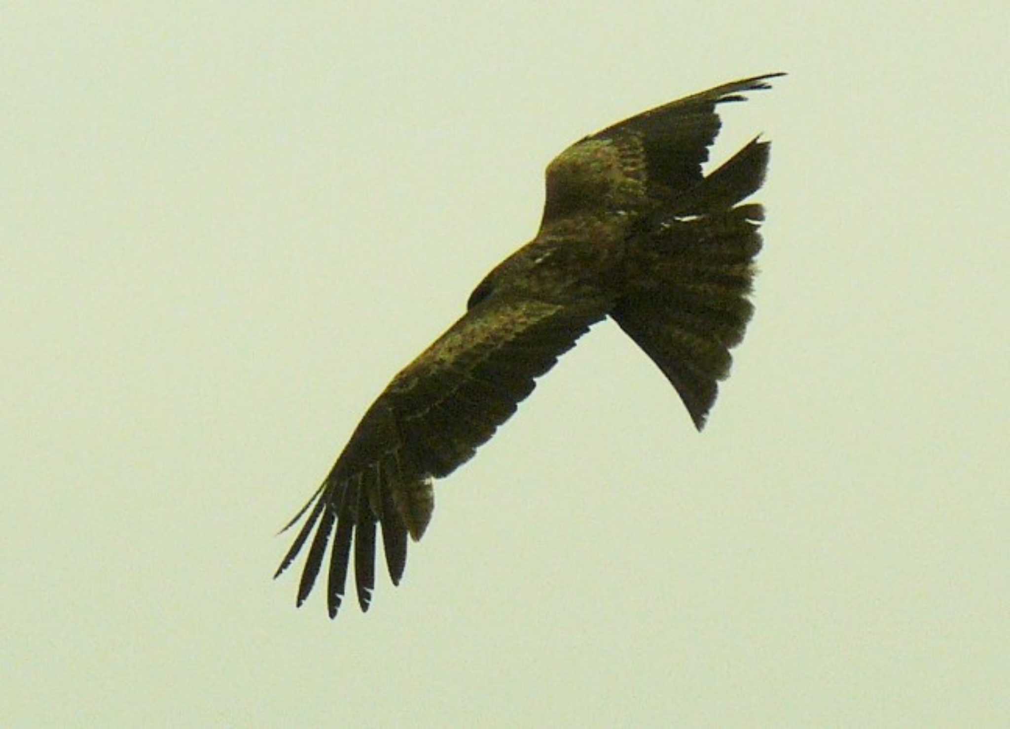 Black Kite