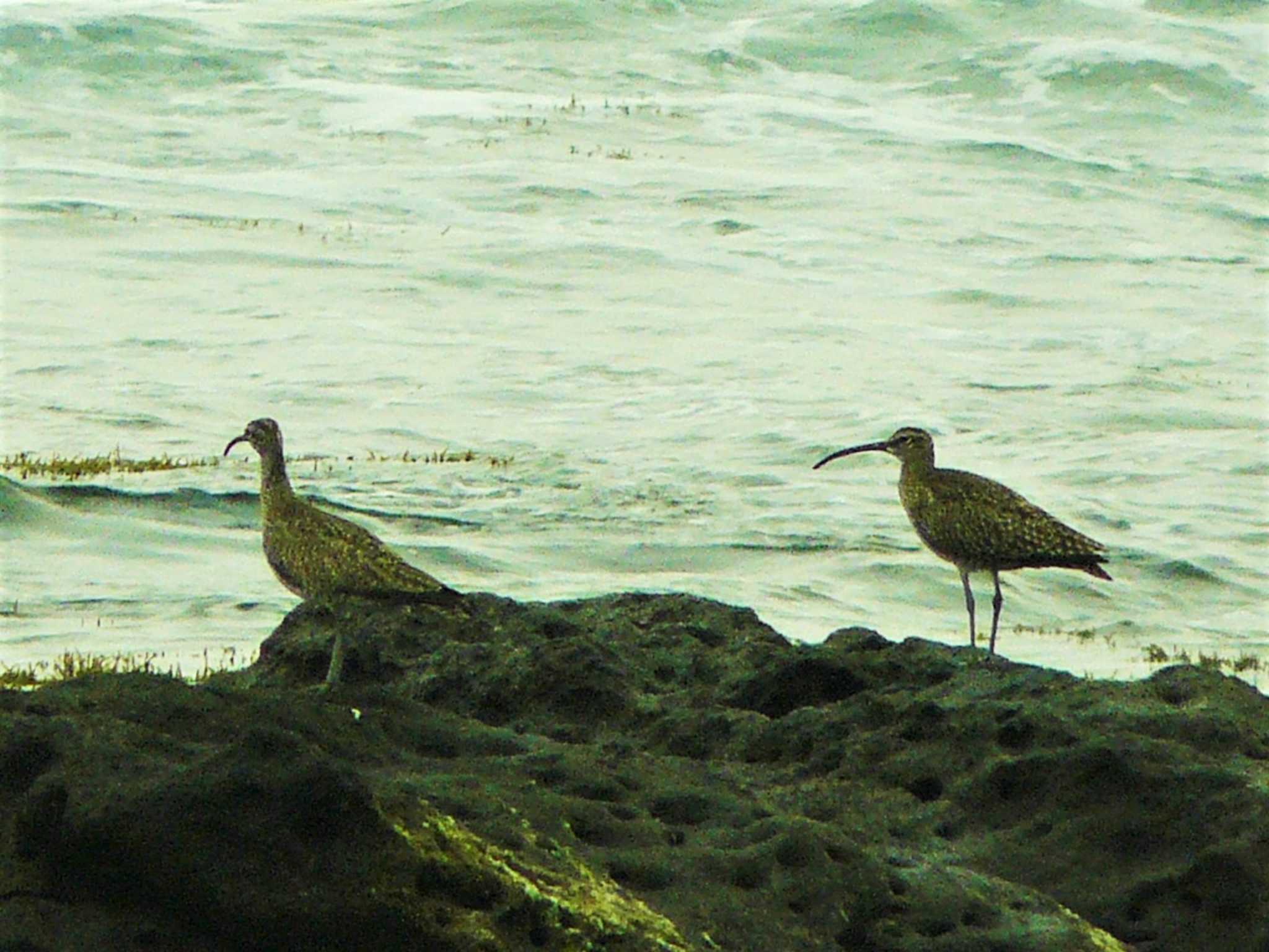 Eurasian Whimbrel