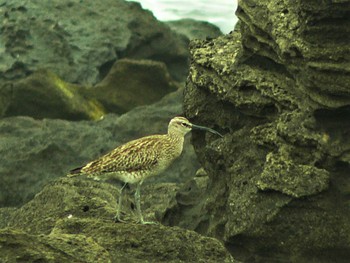 チュウシャクシギ 城ヶ島 2021年5月9日(日)