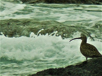 チュウシャクシギ 城ヶ島 2021年5月9日(日)