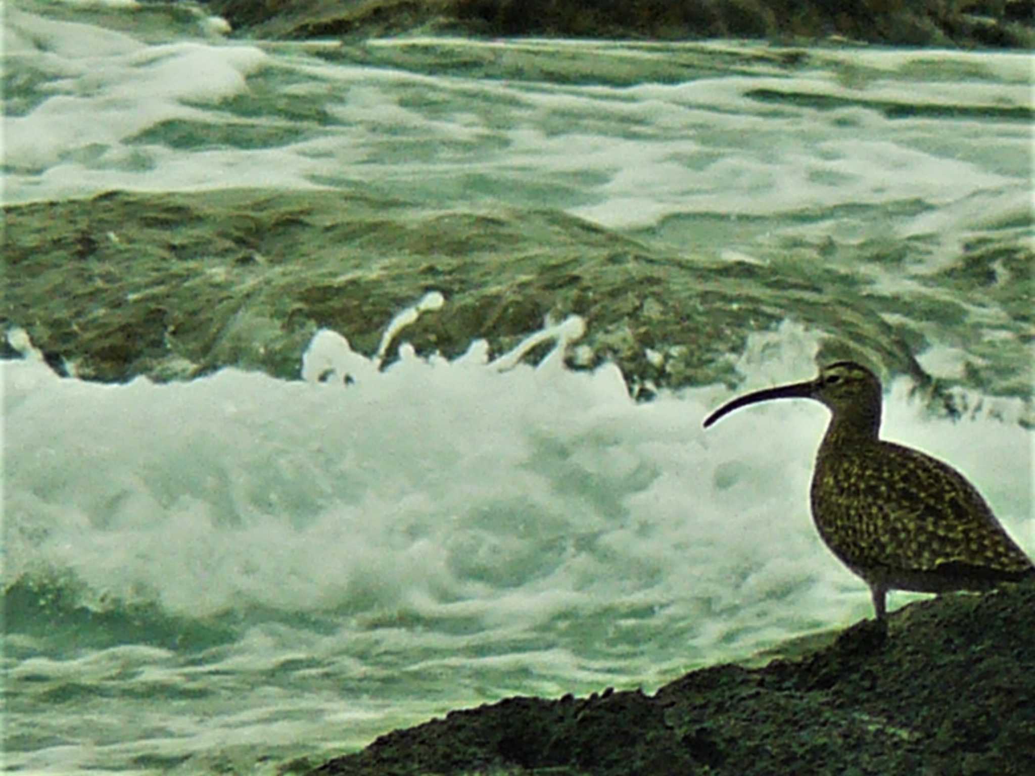 Eurasian Whimbrel