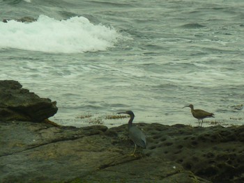 Sun, 5/9/2021 Birding report at 城ヶ島