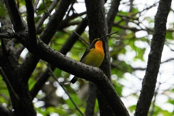 キビタキ 尼崎市農業公園 2021年5月8日(土)