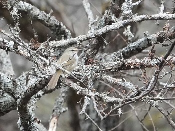 Japanese Bush Warbler Senjogahara Marshland Sun, 5/9/2021