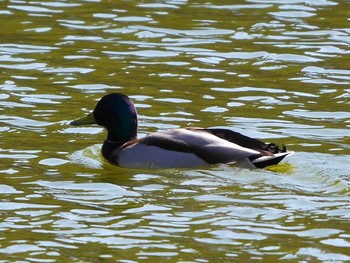 マガモ 宮城県仙台市・与兵衛沼公園 2017年2月26日(日)