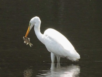 Sat, 5/15/2021 Birding report at 泉の森公園