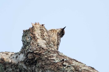 コゲラ 館山野鳥の森 2021年5月15日(土)