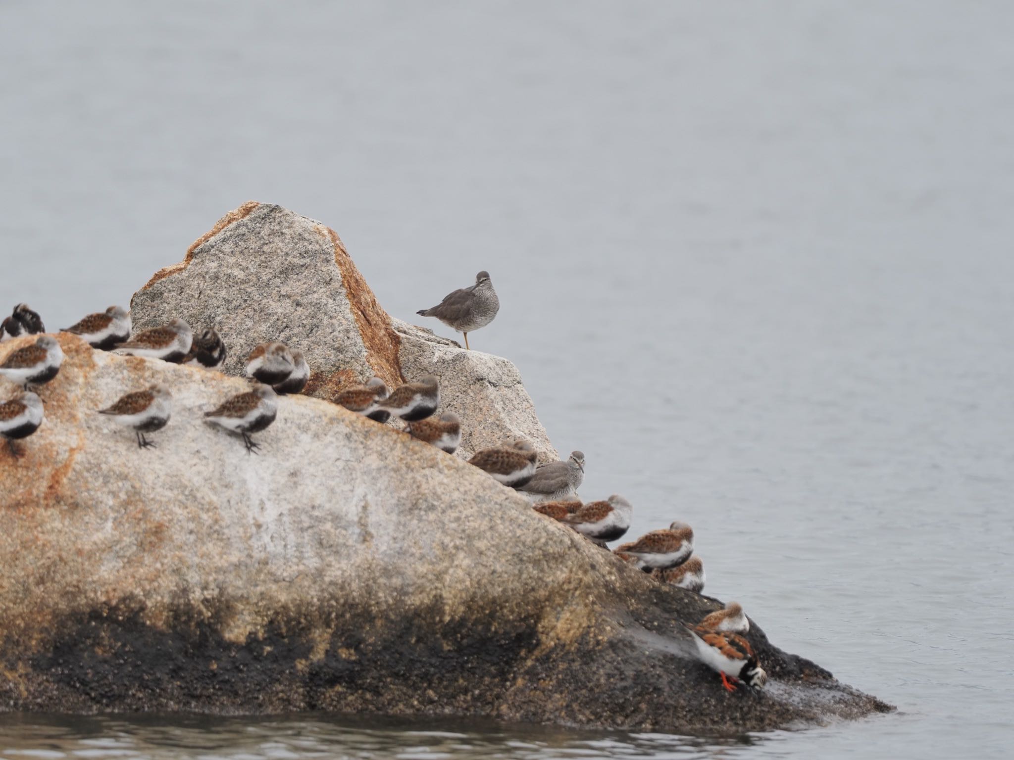 Photo of Wandering Tattler at 芦屋市 by speedgame