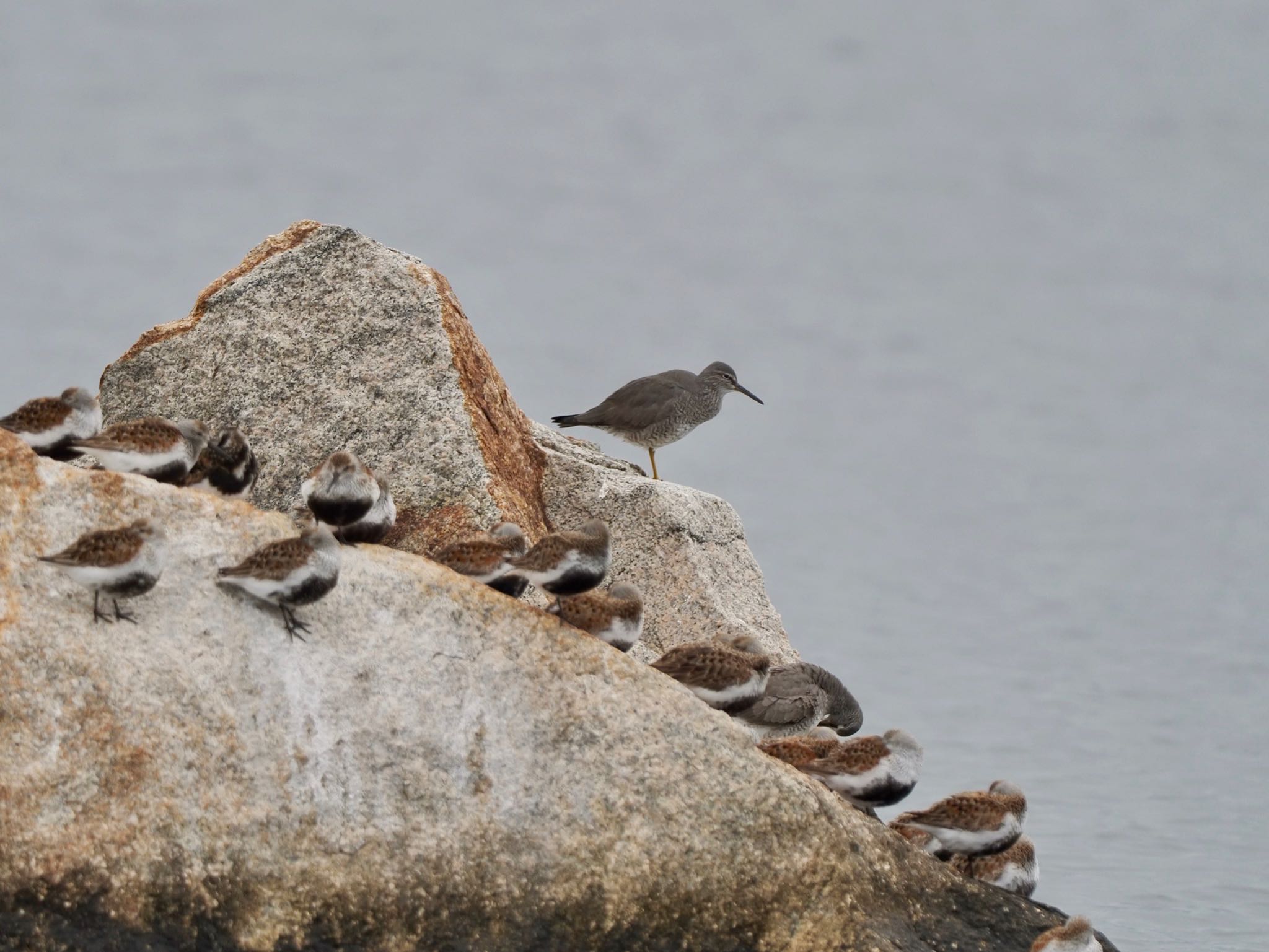 Photo of Wandering Tattler at 芦屋市 by speedgame