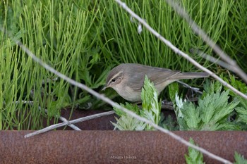 Dusky Warbler