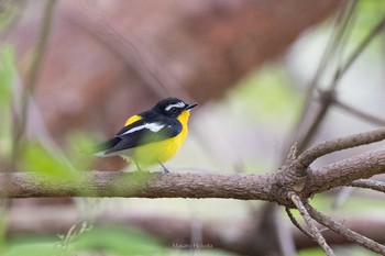 Yellow-rumped Flycatcher Tobishima Island Fri, 5/7/2021