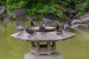 カワラバト 港区立檜町公園 2021年5月17日(月)