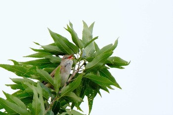 Oriental Reed Warbler 東京都 Sun, 5/16/2021