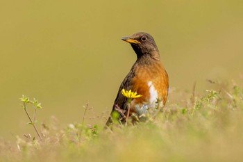 Brown-headed Thrush Mie-ken Ueno Forest Park Tue, 4/21/2020