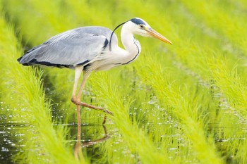 アオサギ 三重県伊賀上野 2020年5月22日(金)