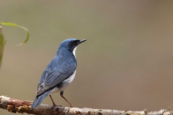 Siberian Blue Robin Yanagisawa Pass Tue, 5/4/2021