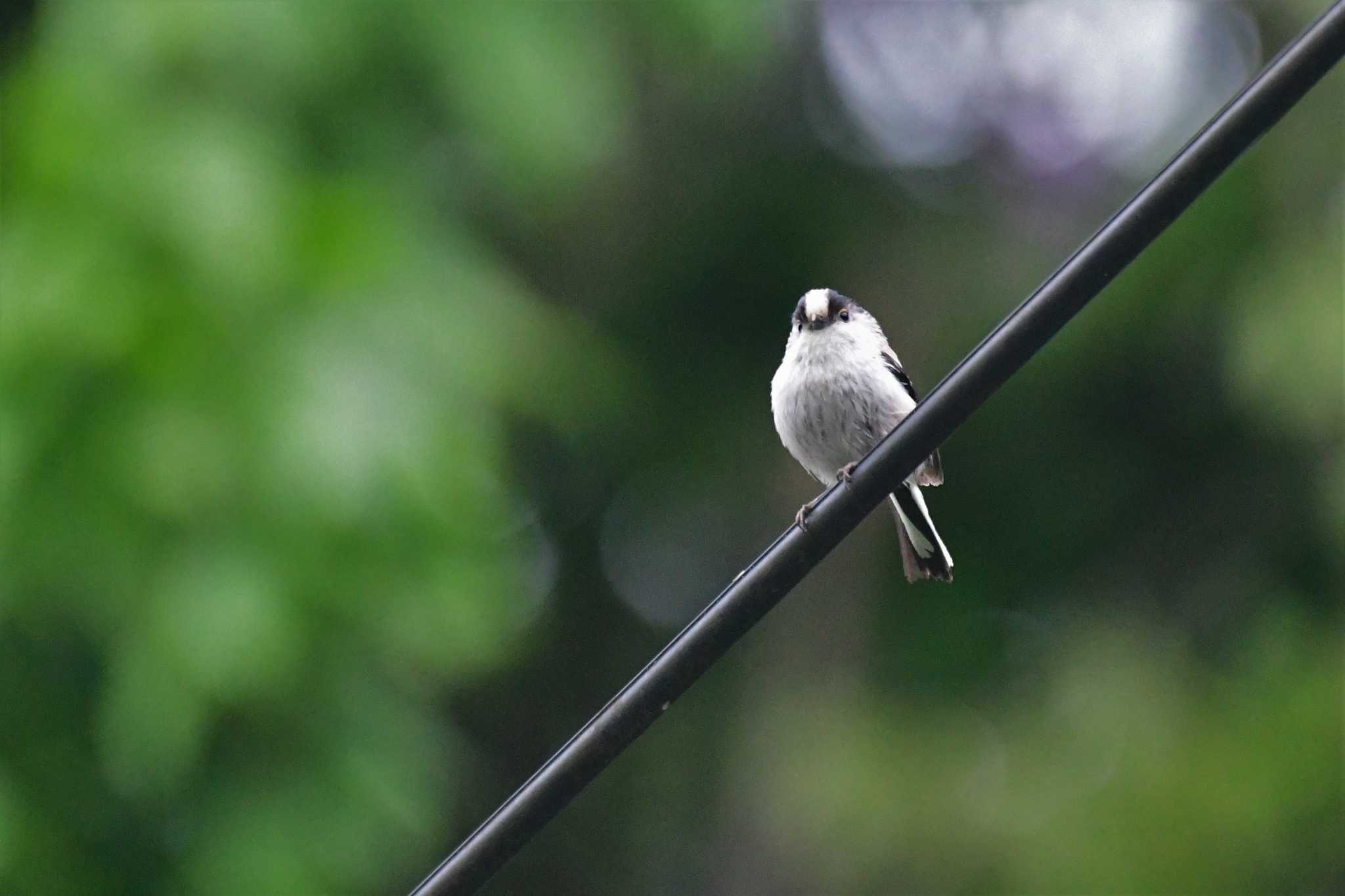 Long-tailed Tit