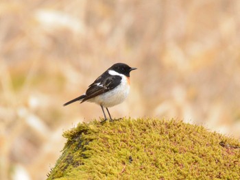 Sun, 5/2/2021 Birding report at Kirigamine Highland