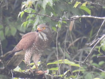 2021年5月16日(日) 四万川の野鳥観察記録