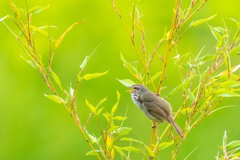 Japanese Bush Warbler Mie-ken Ueno Forest Park Fri, 5/22/2020